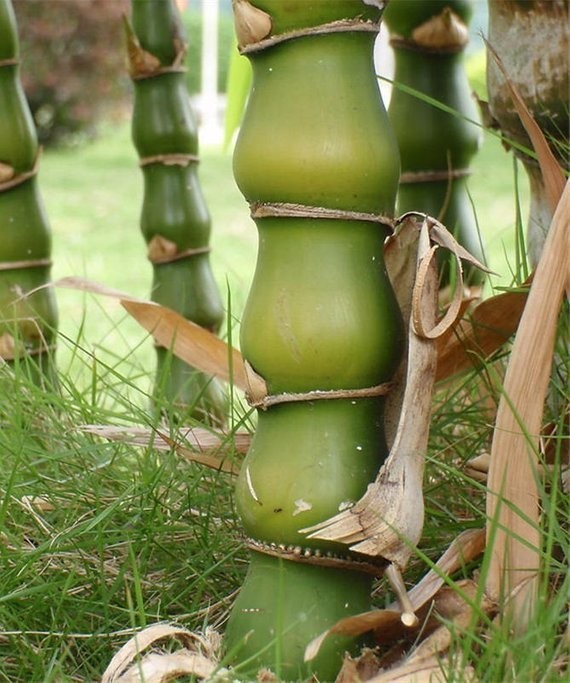 Cây Trúc phật. Bambusa ventricosa McClure - Cây Thuốc Nam Quanh Ta